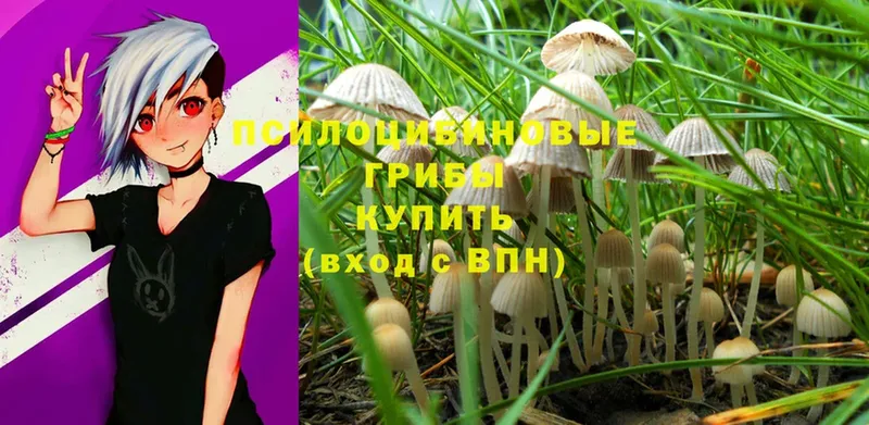 Псилоцибиновые грибы Psilocybe  где можно купить   Борисоглебск 